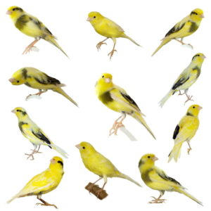 canaries fr canstock